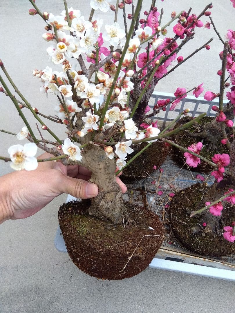 梅　盆栽　6株　破格セール❗ ②