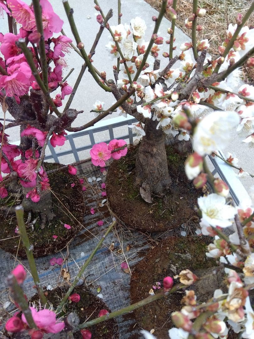 梅　盆栽　6株　破格セール❗ ②