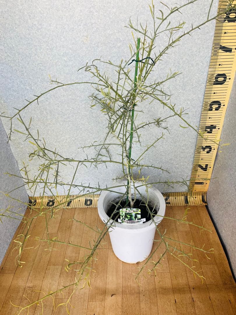 柑橘4年生　フィンガーライム接木苗／デザートライム　8号鉢植え