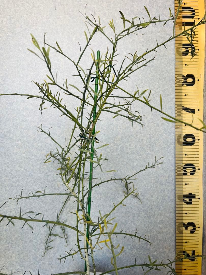 柑橘4年生　フィンガーライム接木苗／デザートライム　8号鉢植え