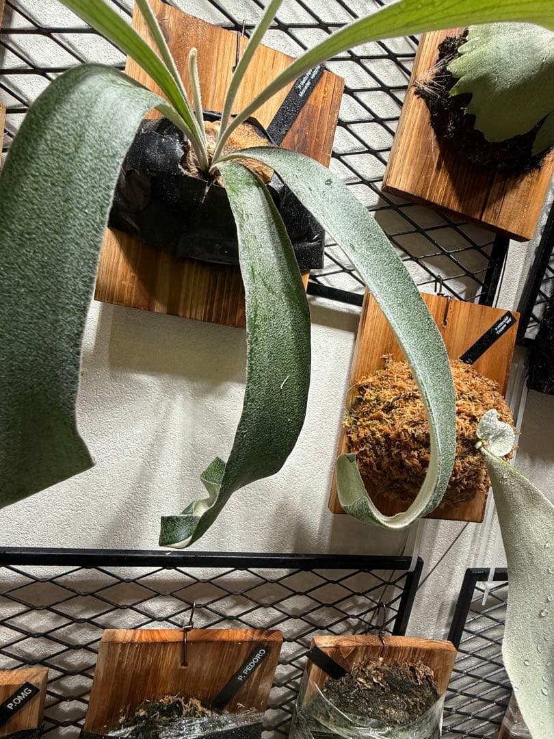 P. veitchii ♯1 “Warp”(呼称)