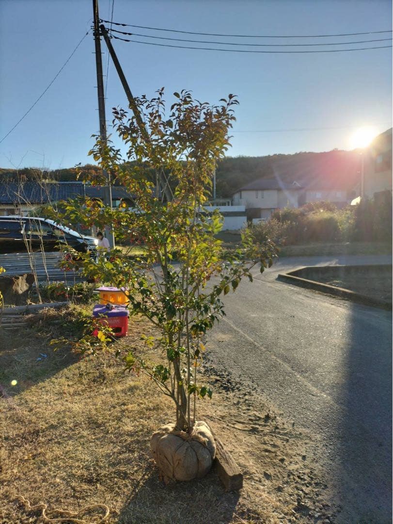 ソヨゴ メス 株立ち 7本立ち (実 すずなり) - メルカリ