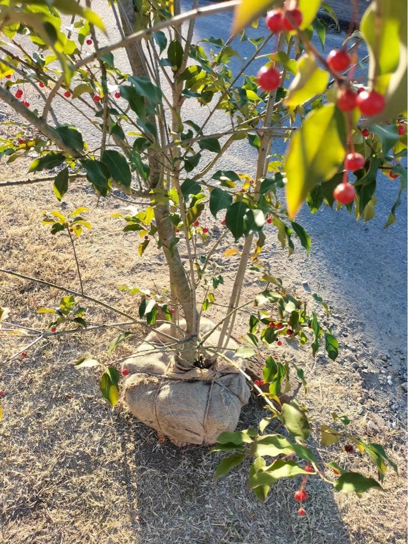 ソヨゴ メス 株立ち 7本立ち (実 すずなり) - メルカリ