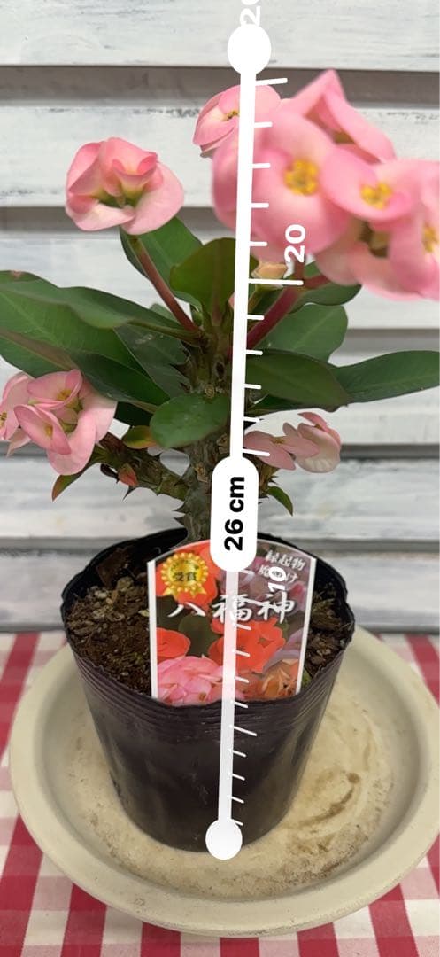 ハナキリン③八福神　６点　ポット鉢土付き苗　お届け後このまま飾れます