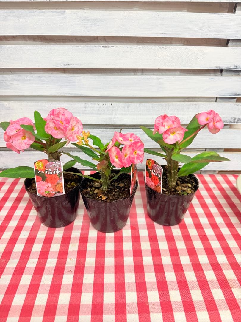 ハナキリン③八福神　６点　ポット鉢土付き苗　お届け後このまま飾れます