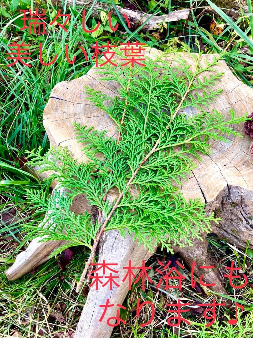 クリスマスリースやスワッグに！【天然檜/ヒノキ】花材/森林浴/ヒノキ風呂にも♪