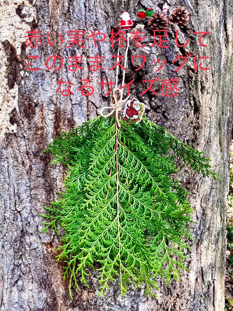 クリスマスリースやスワッグに！【天然檜/ヒノキ】花材/森林浴/ヒノキ風呂にも♪