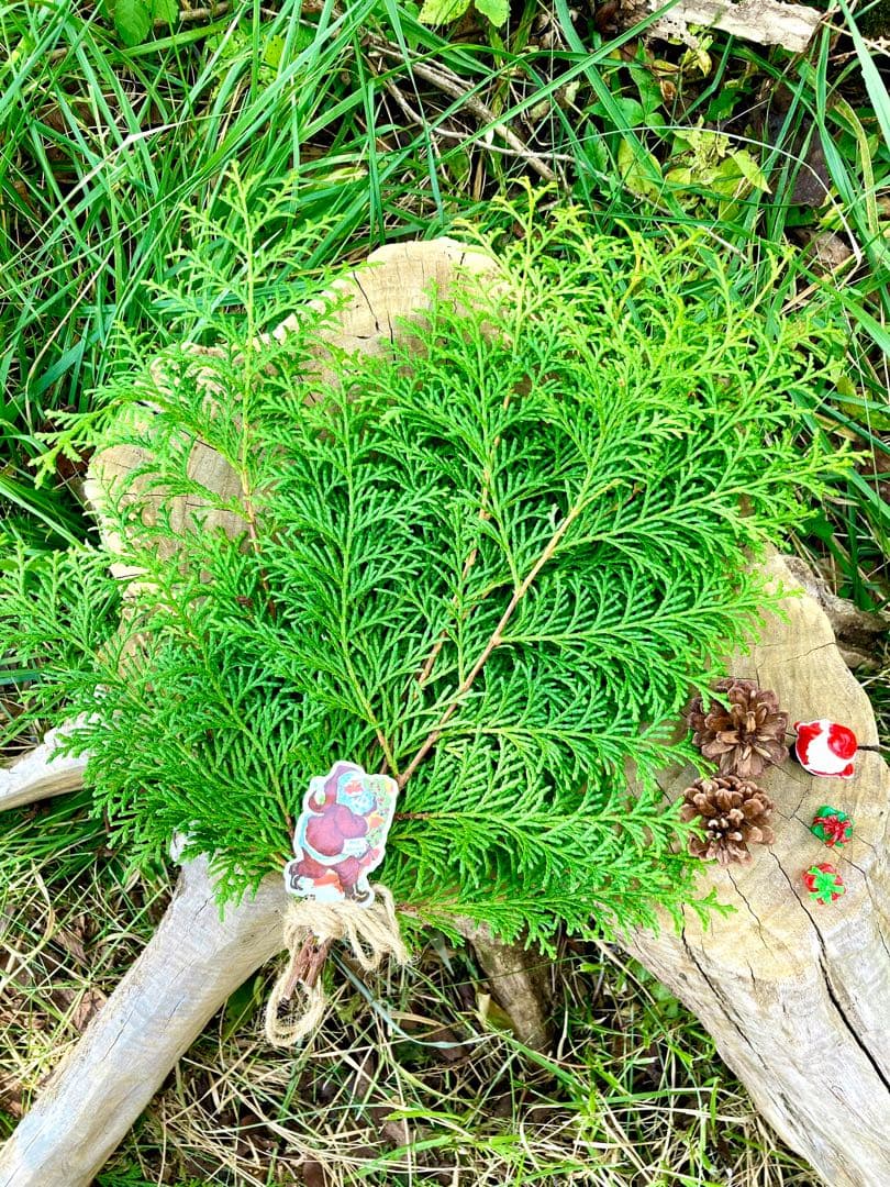 クリスマスリースやスワッグに！【天然檜/ヒノキ】花材/森林浴/ヒノキ風呂にも♪