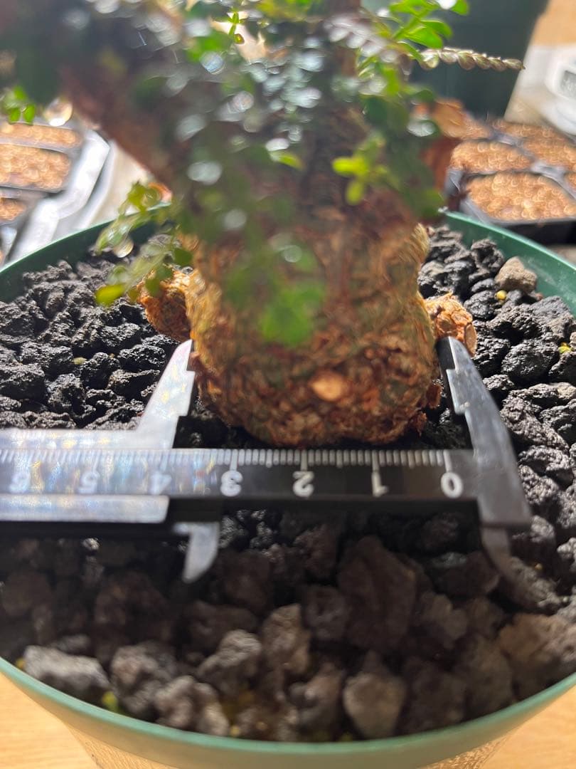 早い者勝ち 超極太 実生 パキプス オペルクリカリアパキプス 鉢ごと