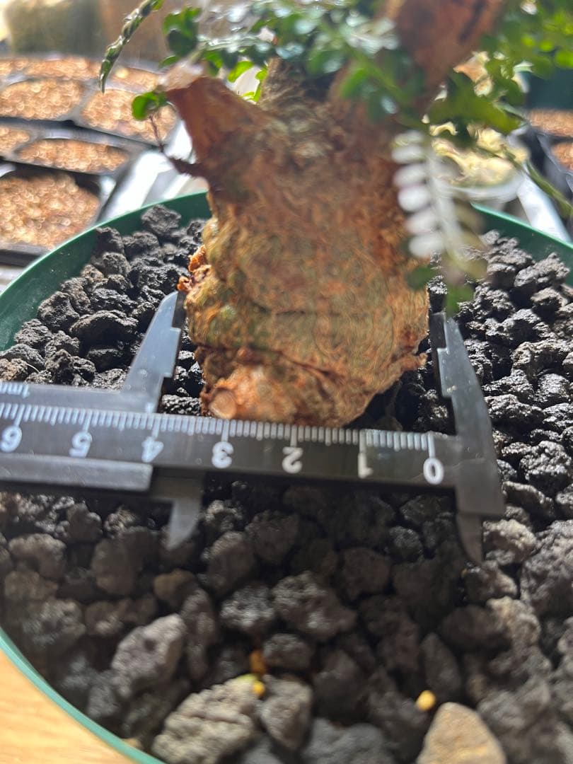 早い者勝ち 超極太 実生 パキプス オペルクリカリアパキプス 鉢ごと