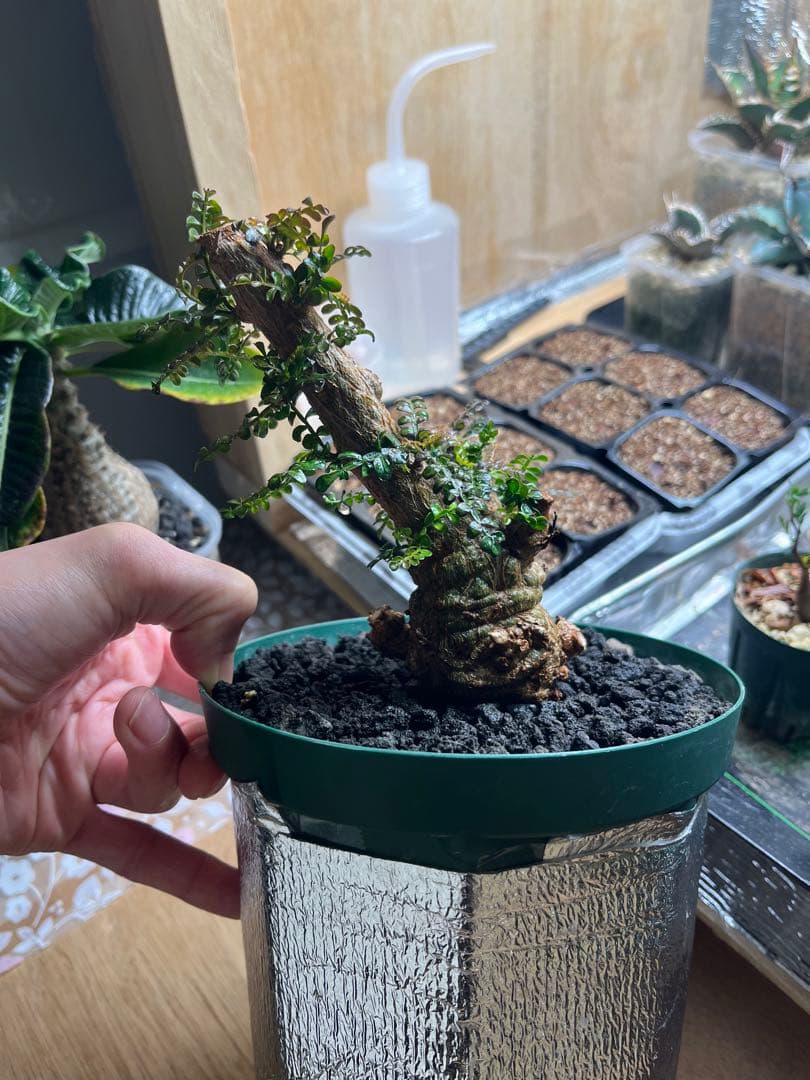 早い者勝ち 超極太 実生 パキプス オペルクリカリアパキプス 鉢ごと