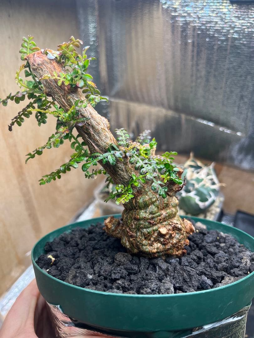 早い者勝ち 超極太 実生 パキプス オペルクリカリアパキプス 鉢ごと