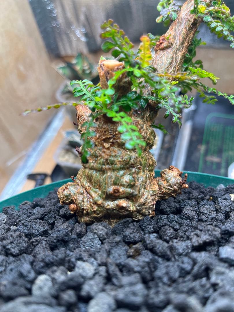 早い者勝ち 超極太 実生 パキプス オペルクリカリアパキプス 鉢ごと