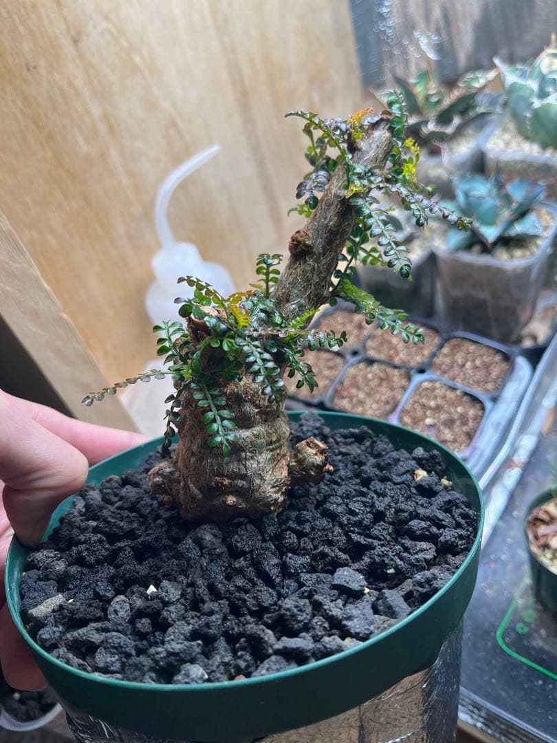 早い者勝ち 超極太 実生 パキプス オペルクリカリアパキプス 鉢ごと