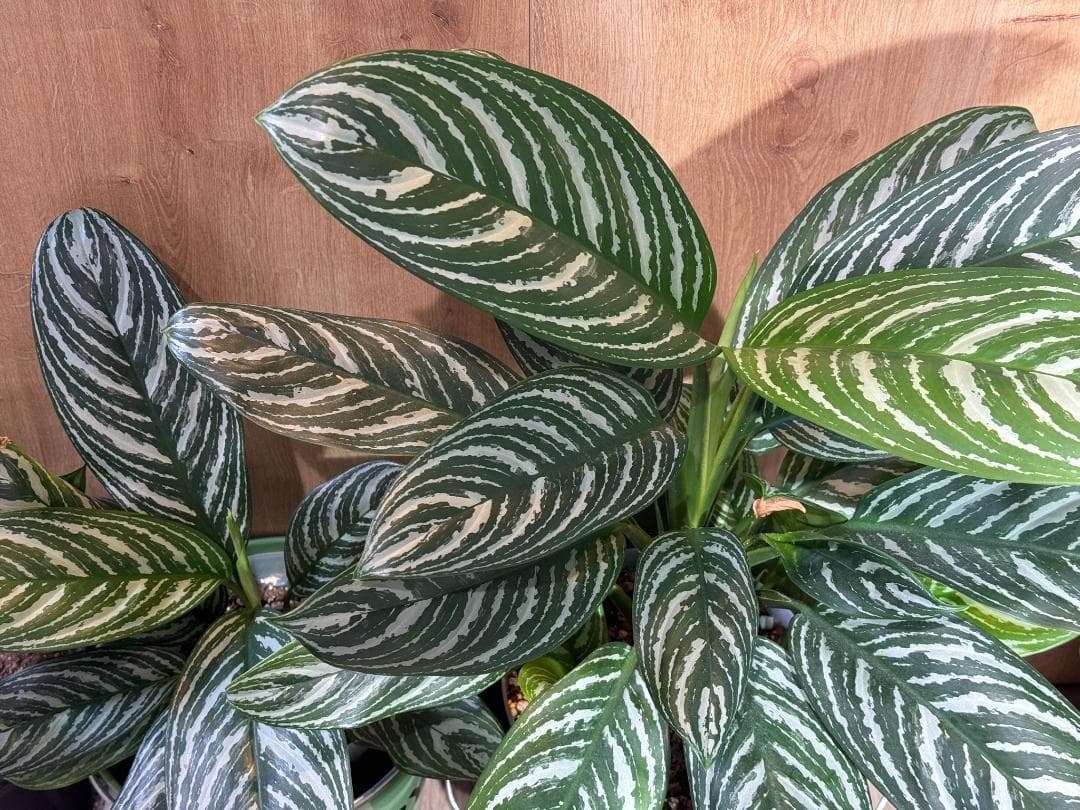 アグラオネマ 二ティドゥーム カーティシー 管理番号0007