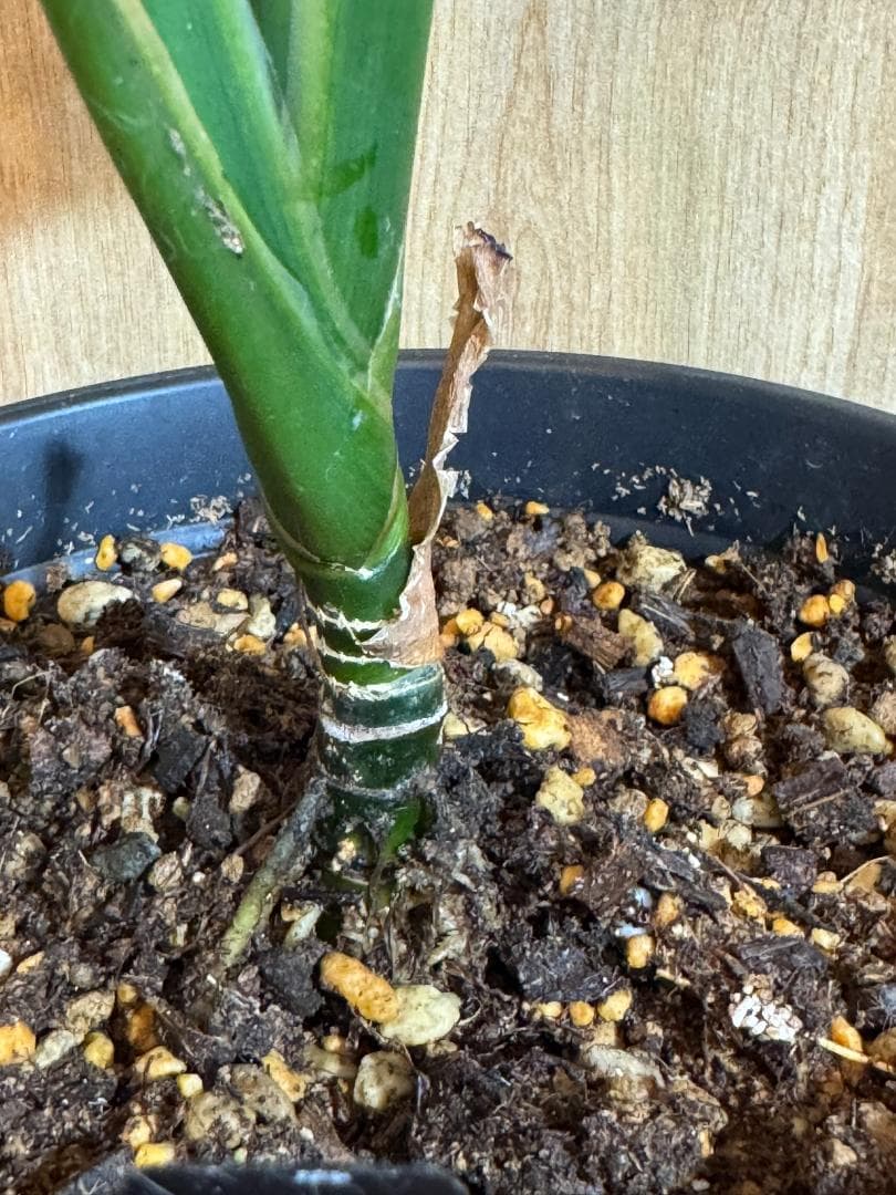 アグラオネマ 二ティドゥーム カーティシー 管理番号0007