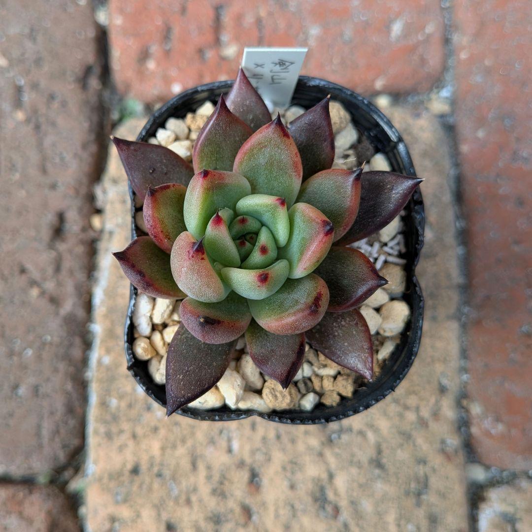 剣山×リンゼアナ 優木園 多肉植物 - メルカリ