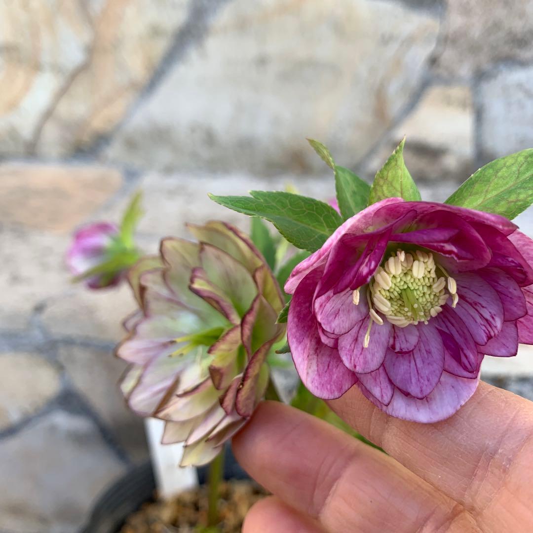 ☆クリスマスローズ☆加藤農園.フレグランスレッドエンジェル