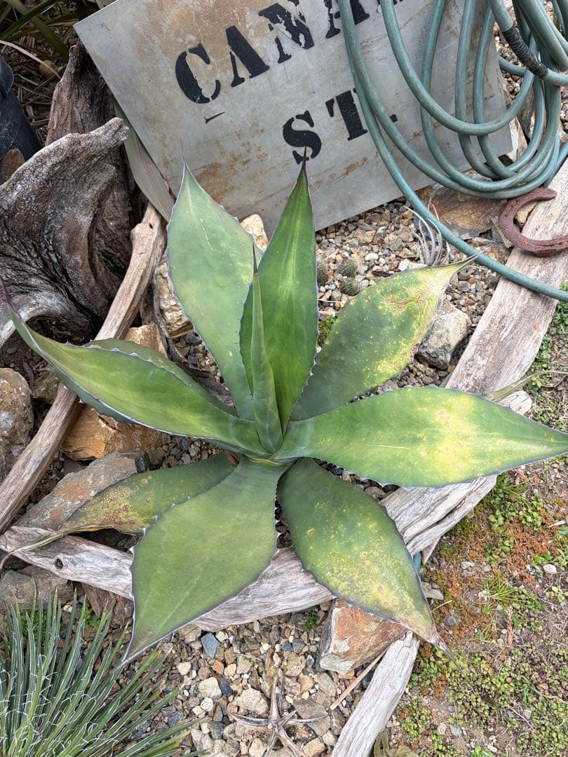 耐寒性アガベ フェロックス大株◇多肉サボテン南国リゾート ドライ