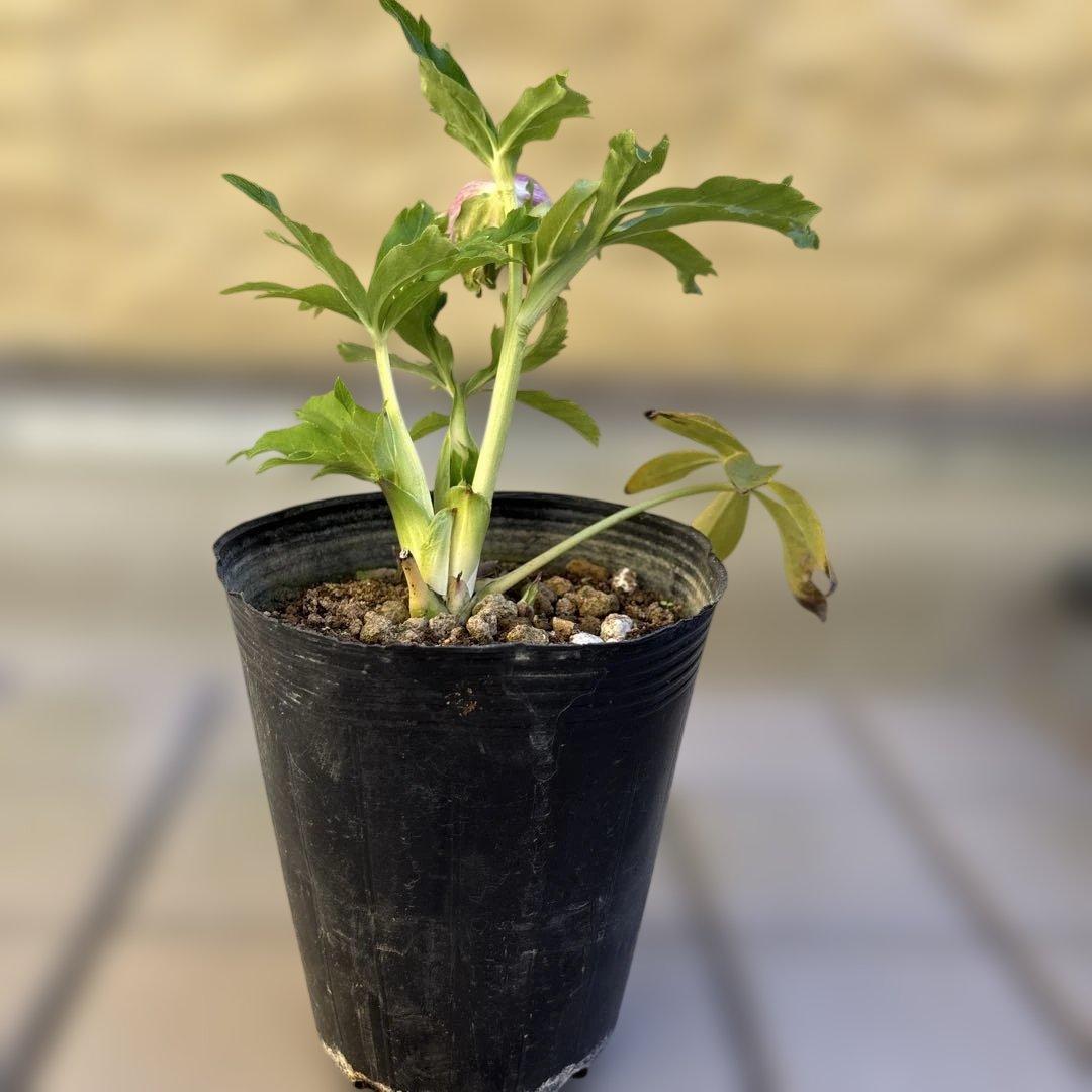 りーちゃん様ご依頼品 野田園芸 絞りSD 開花株 現品 メルカリ便発送