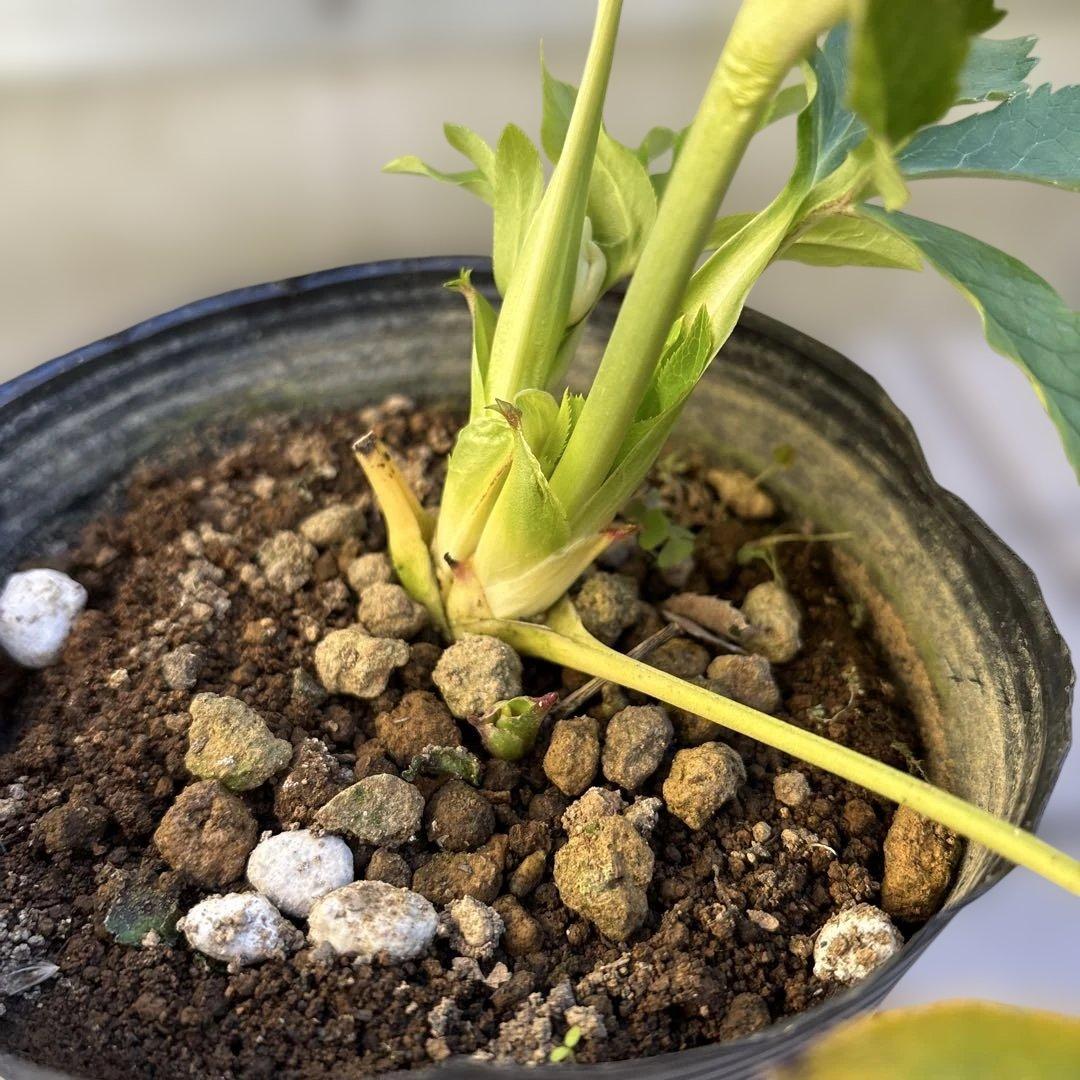 りーちゃん様ご依頼品 野田園芸 絞りSD 開花株 現品 メルカリ便発送