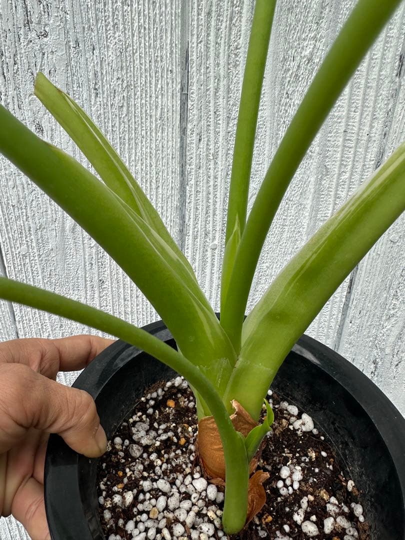 Alocasia cucullata white var .ククラータ斑入り - メルカリ