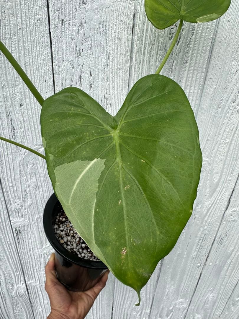 Alocasia cucullata white var .ククラータ斑入り - メルカリ