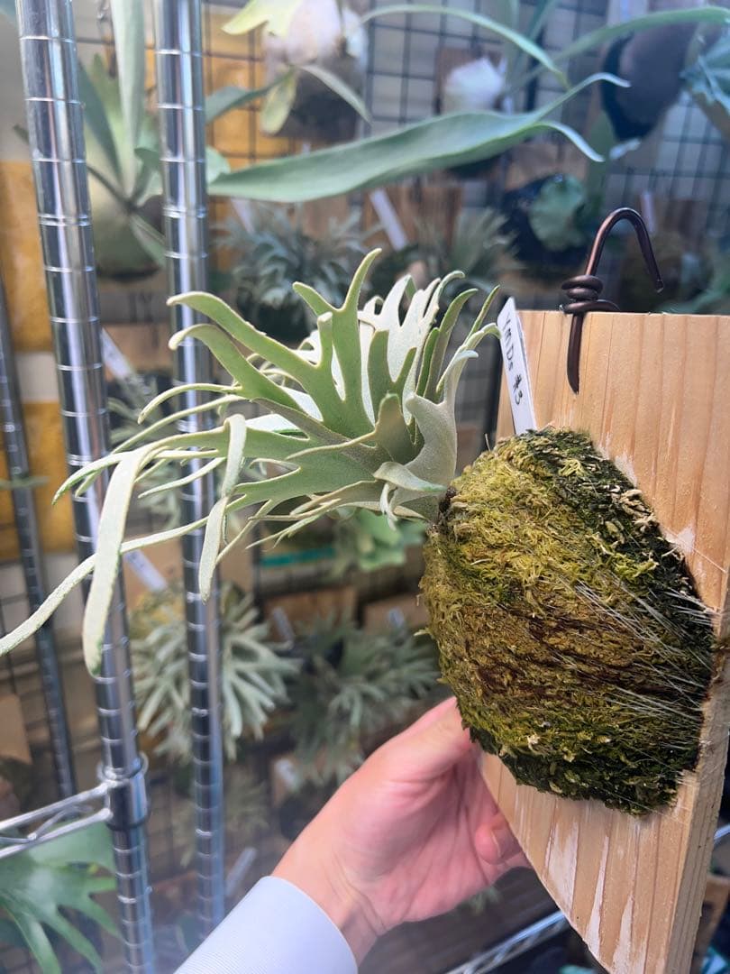 年末大特価P.willinckii Totoro spore YMDs ③