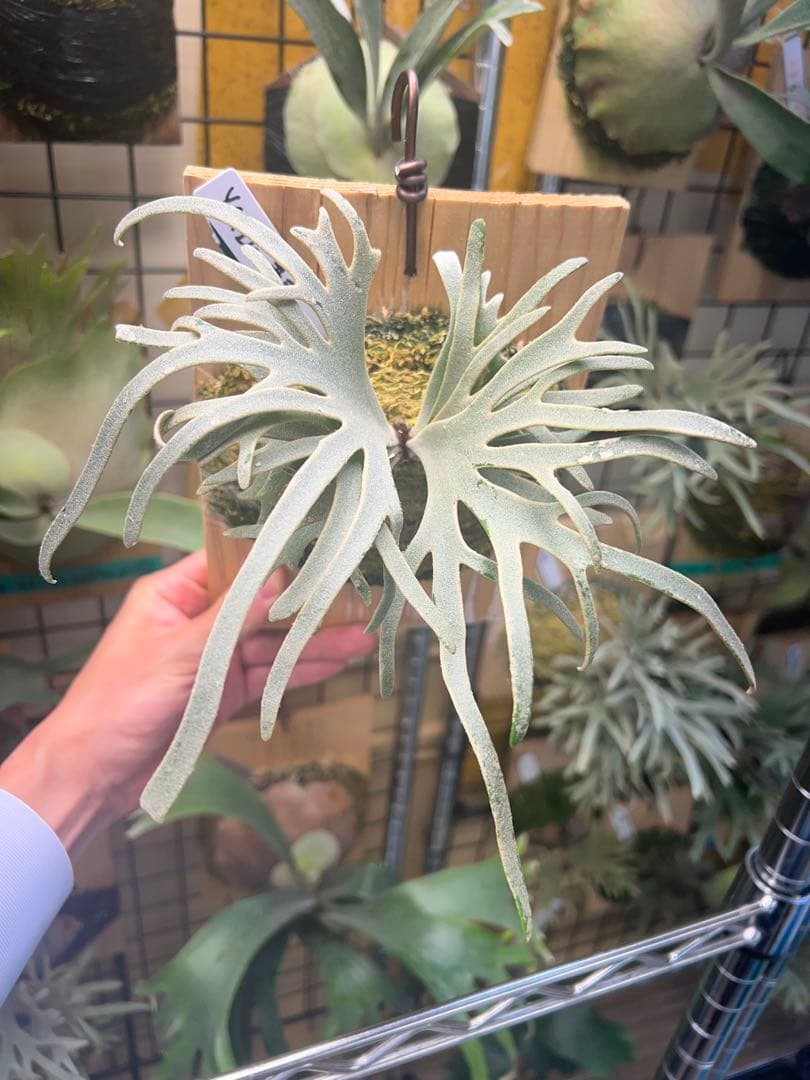 年末大特価P.willinckii Totoro spore YMDs ③