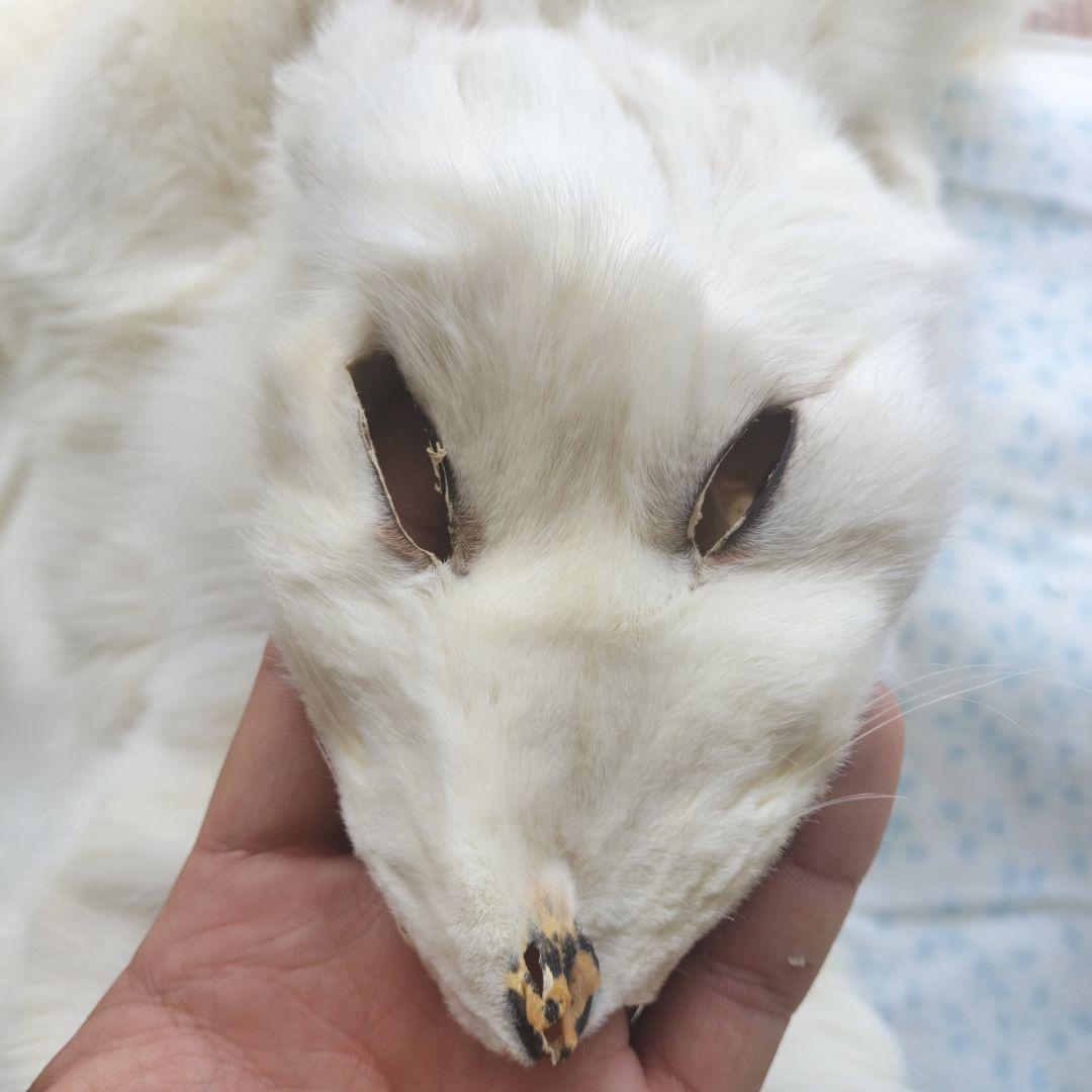 本物ホワイトフォックスの毛皮 - メルカリ