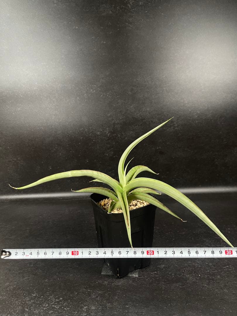 EMP サンセベリア lady may レディメイ / SA416 - メルカリ