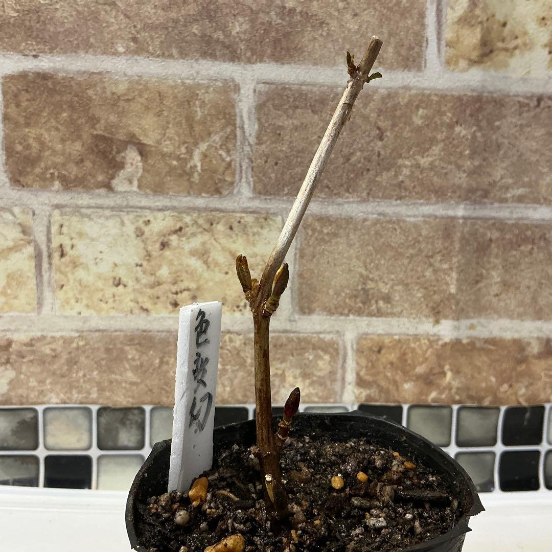 紫陽花　色変幻