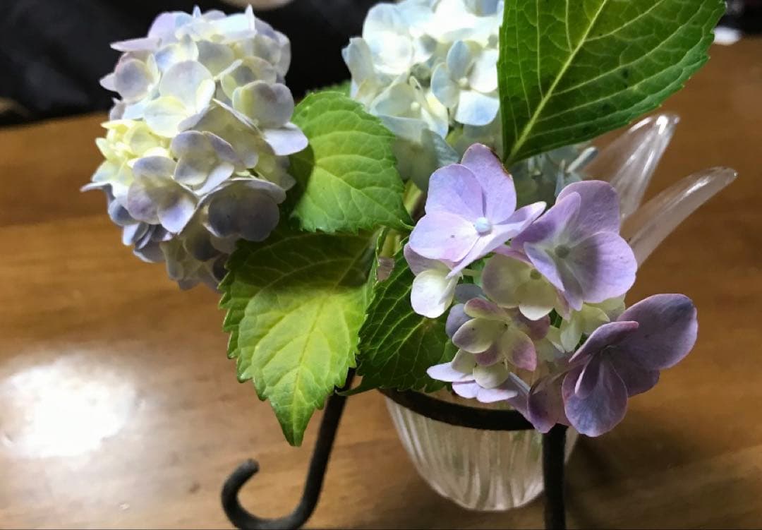 紫陽花　色変幻