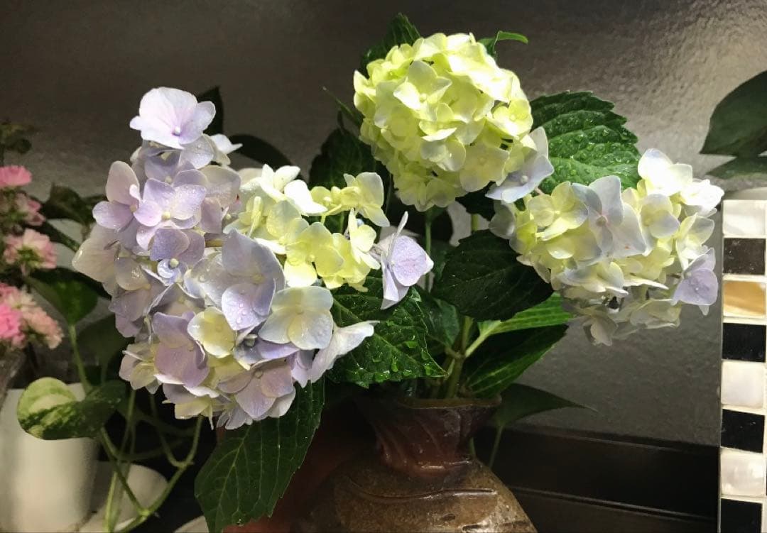 紫陽花　色変幻