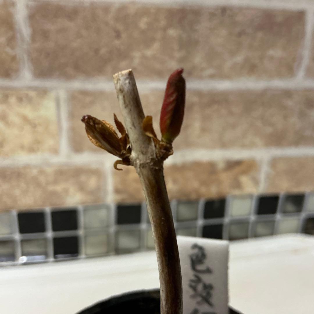 紫陽花　色変幻