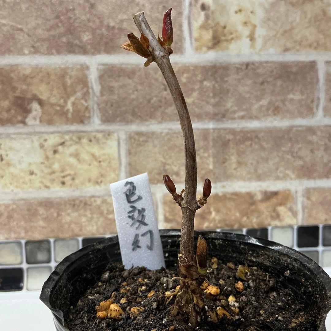 紫陽花　色変幻