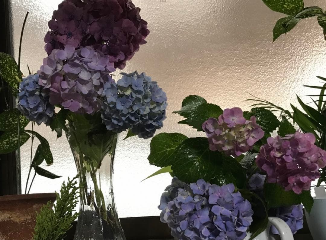 紫陽花　色変幻