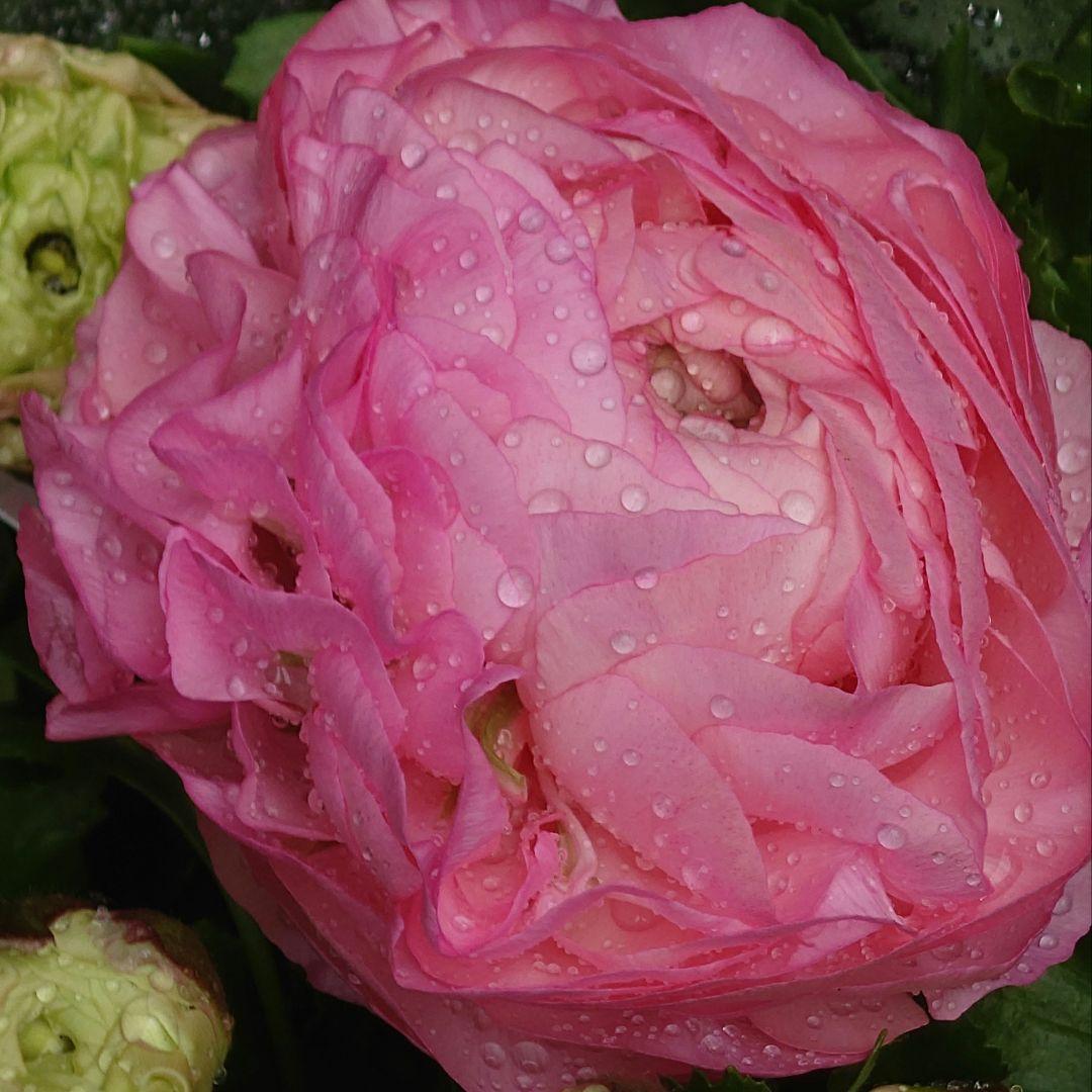 宿根草【現品】大苗【5号鉢】ラナンキュラスポンポン『アリス