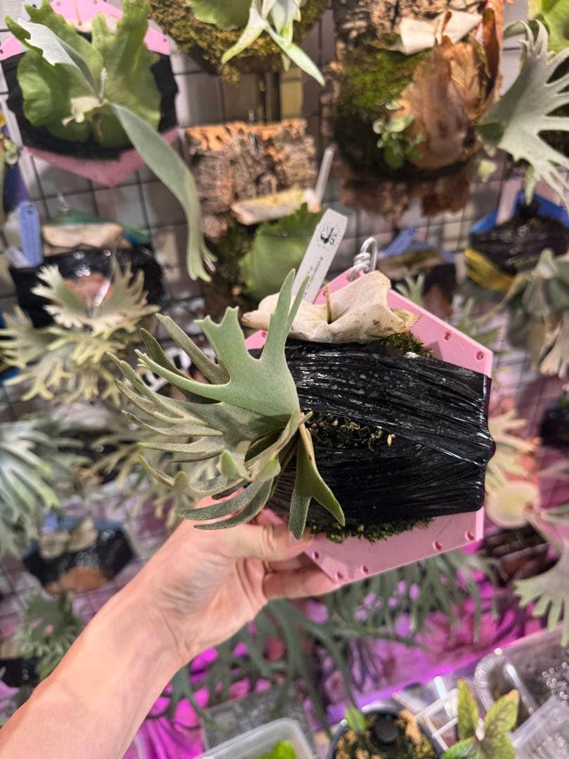 つ*ー様 Asurada スポア　ビカクシダ