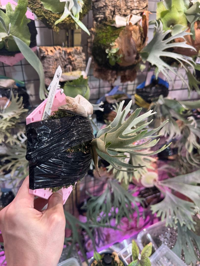 つ*ー様 Asurada スポア　ビカクシダ