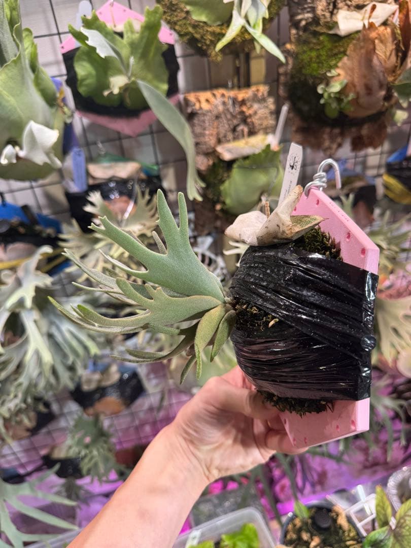 つ*ー様 Asurada スポア　ビカクシダ