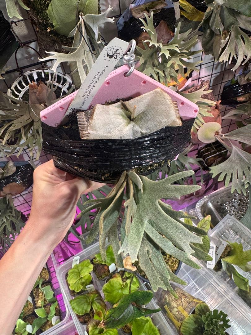 つ*ー様 Asurada スポア　ビカクシダ