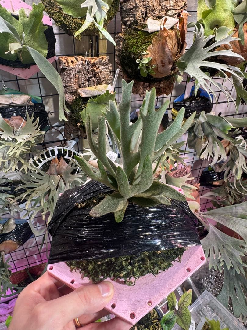 つ*ー様 Asurada スポア　ビカクシダ