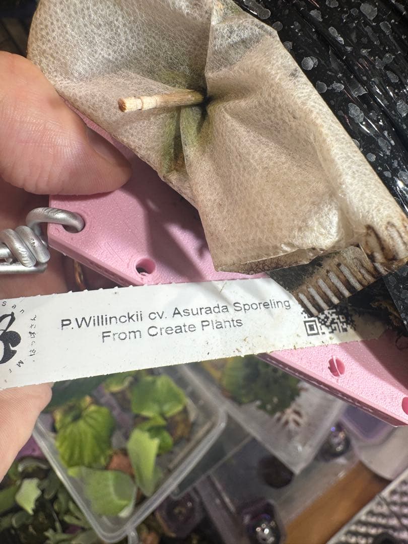 つ*ー様 Asurada スポア　ビカクシダ