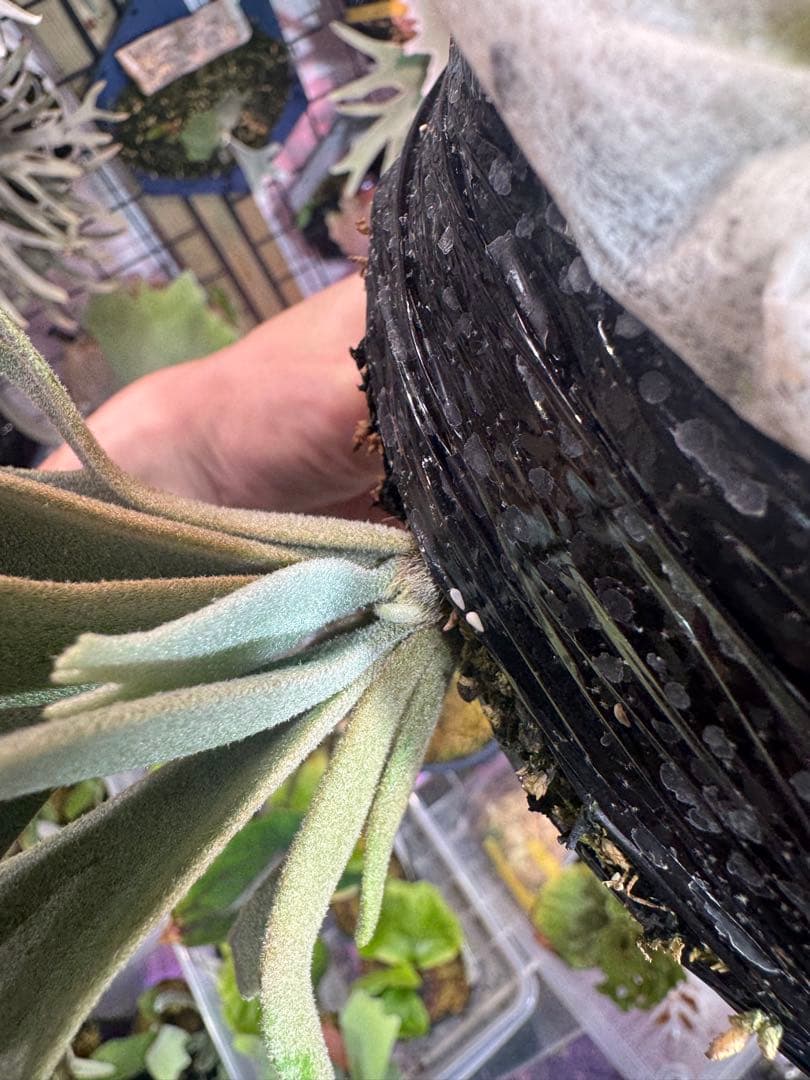 つ*ー様 Asurada スポア　ビカクシダ