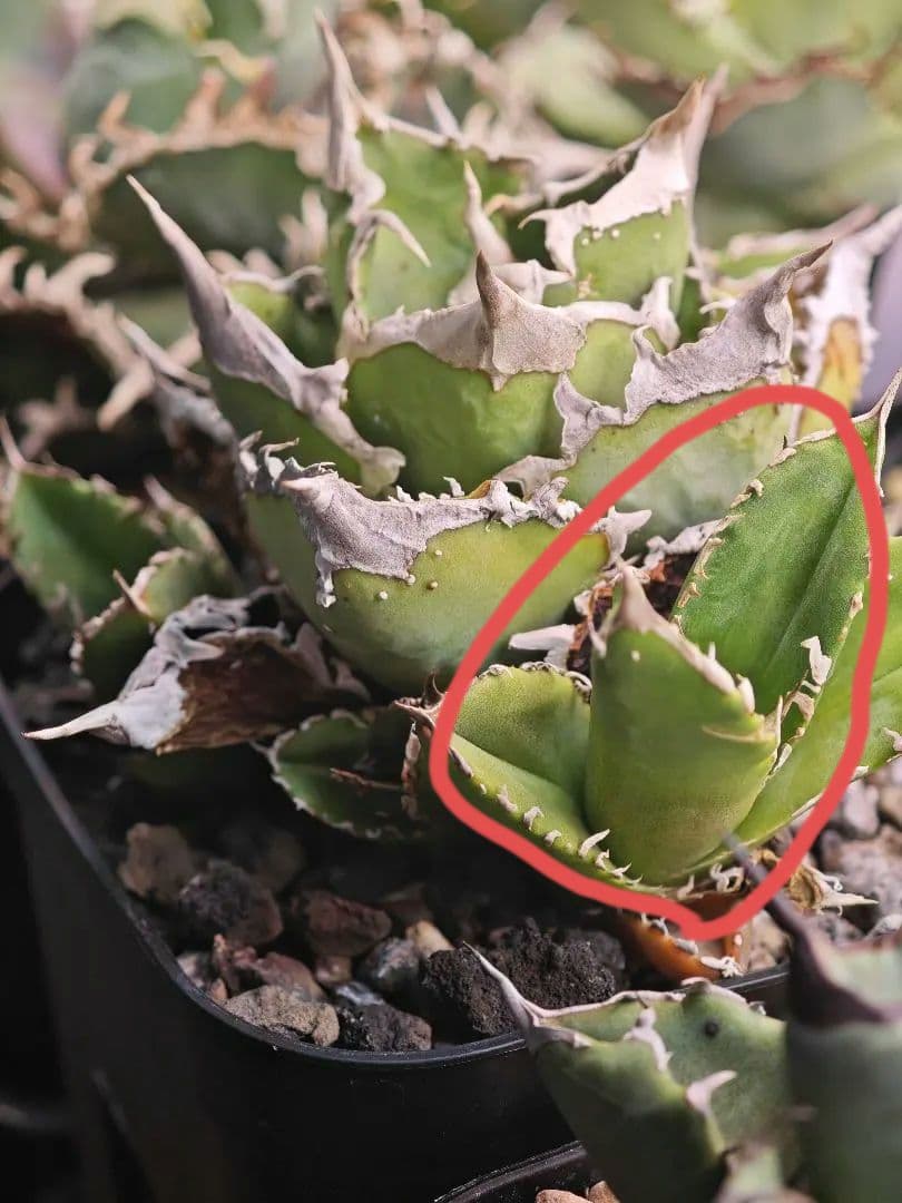 初出品 オテロイ 実生選抜 ブツブツ大白鯊系 子株1