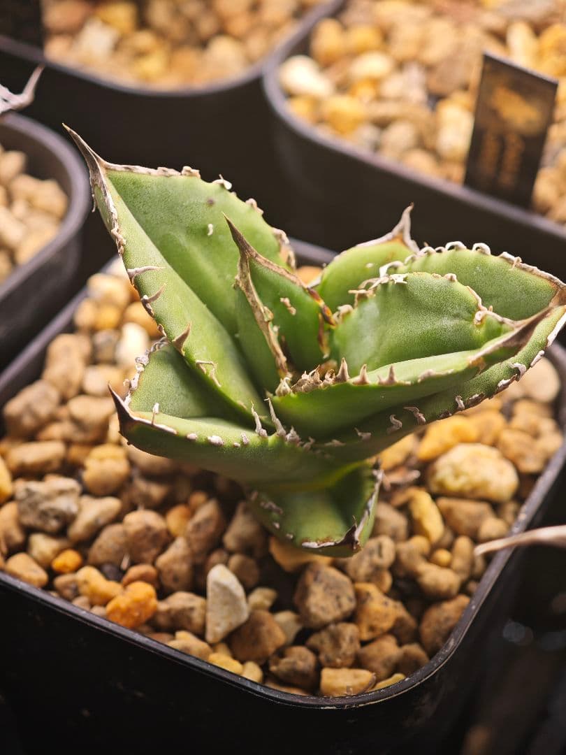 初出品 オテロイ 実生選抜 ブツブツ大白鯊系 子株1