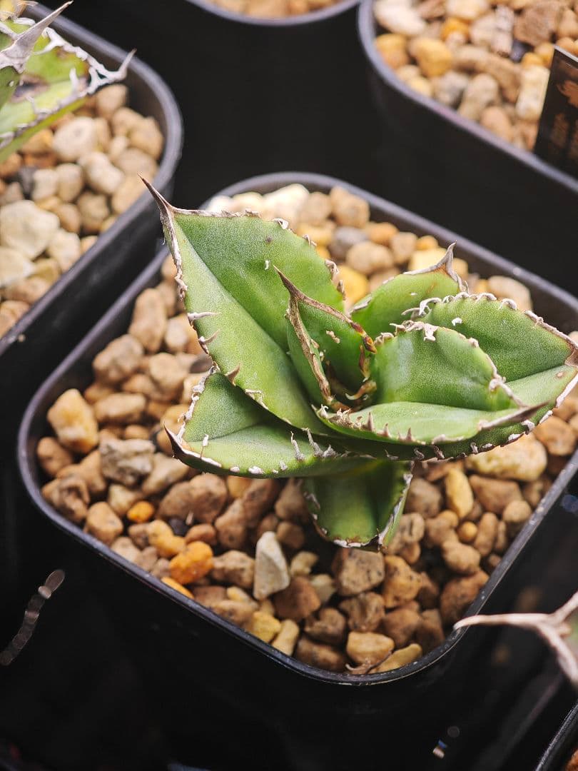 初出品 オテロイ 実生選抜 ブツブツ大白鯊系 子株1