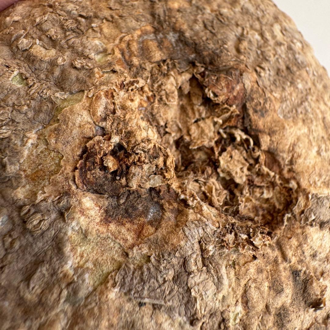 11.アデニア・オバタ 輸入直後ベアルート株　Adenia Ovata