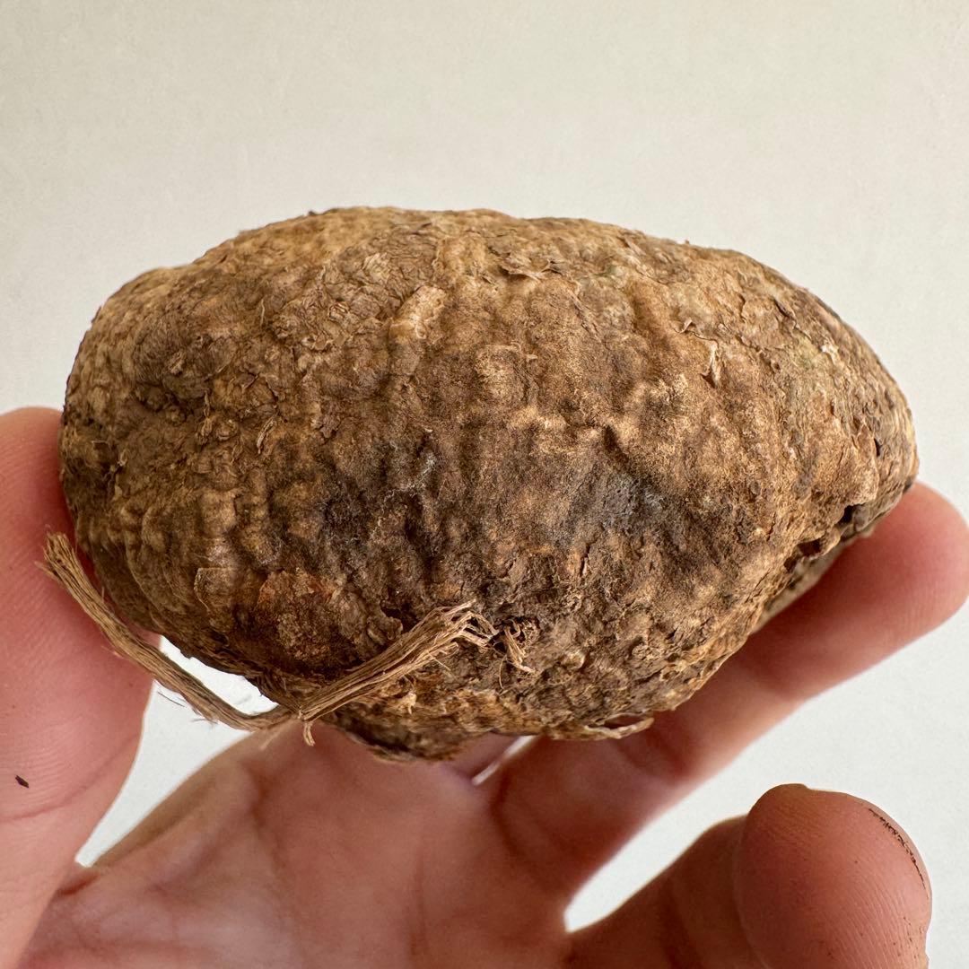 11.アデニア・オバタ 輸入直後ベアルート株　Adenia Ovata